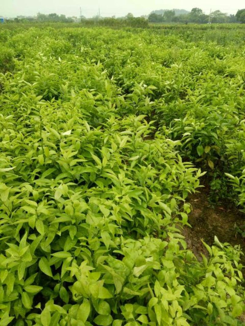 柑橘苗沃柑树苗太后果南北方均可种植包邮价