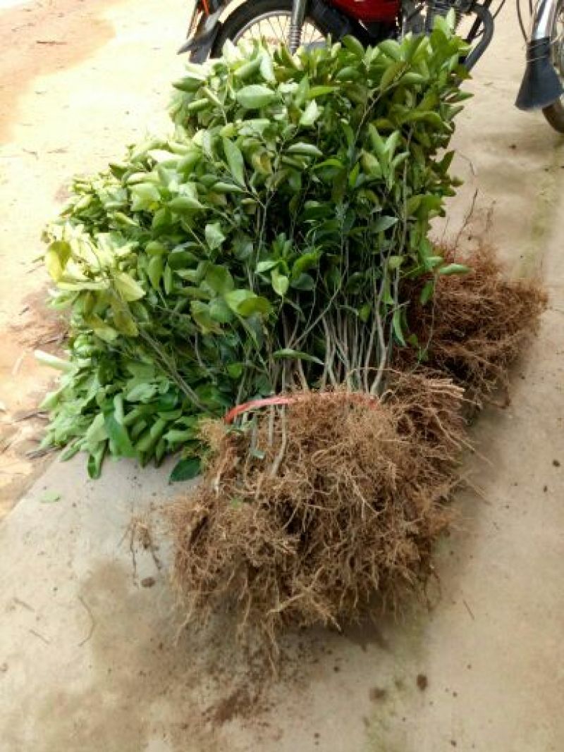 柑橘苗沃柑树苗太后果南北方均可种植包邮价