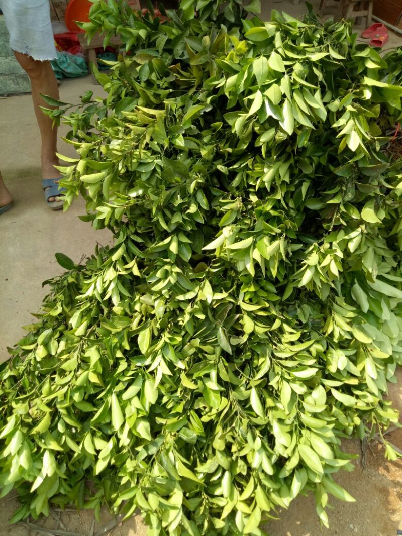 柑橘苗沃柑树苗太后果南北方均可种植包邮价