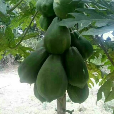 黄金木瓜苗红肉木瓜树苗带营杯发货阳台庭院均可种植包邮