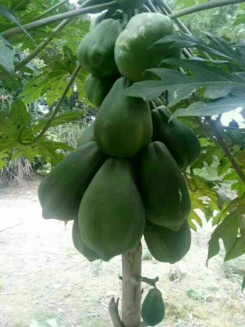 黄金木瓜苗红肉木瓜树苗带营杯发货阳台庭院均可种植包邮
