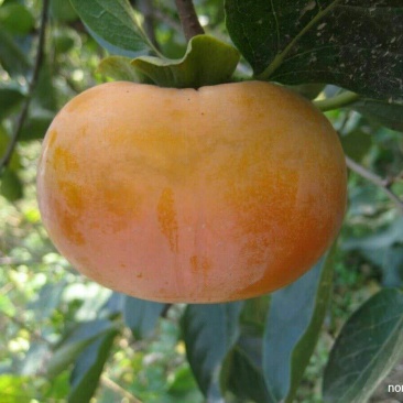 柿子树苗30~50cm