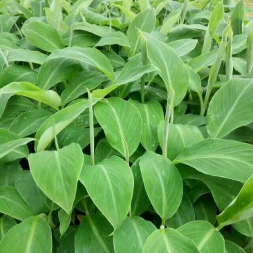 B6香蕉树苗裸根四快，带营杯发货的六快包邮