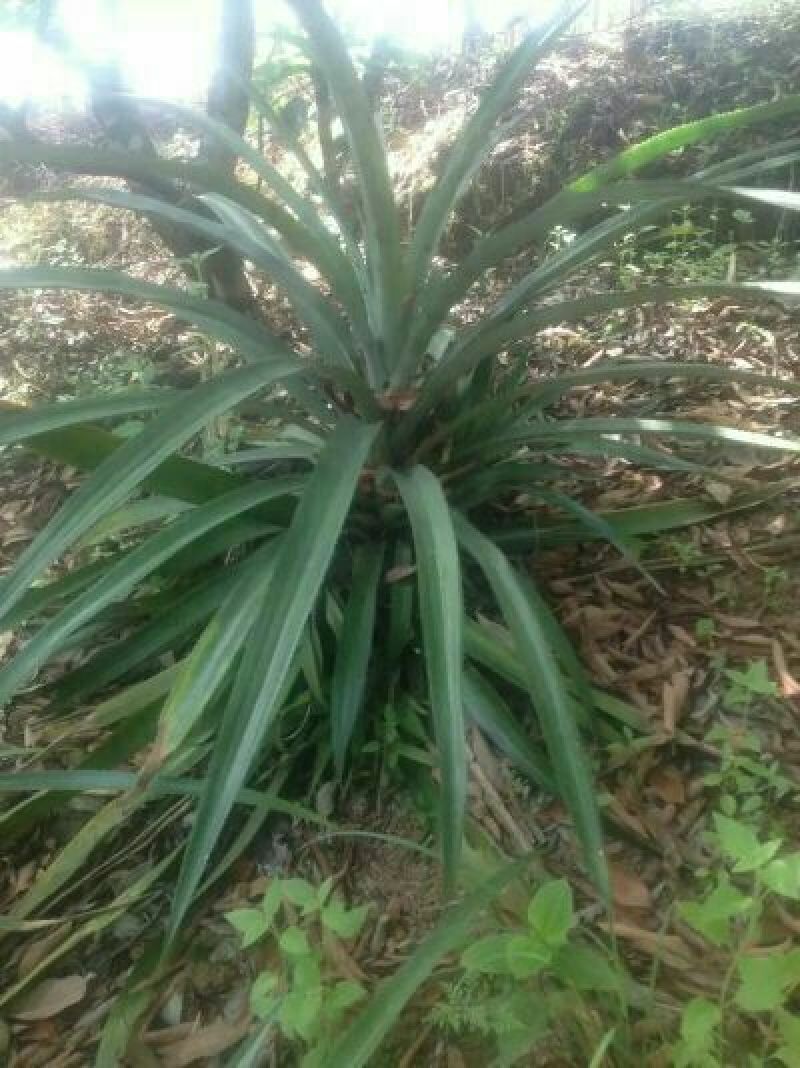 菠萝苗1年