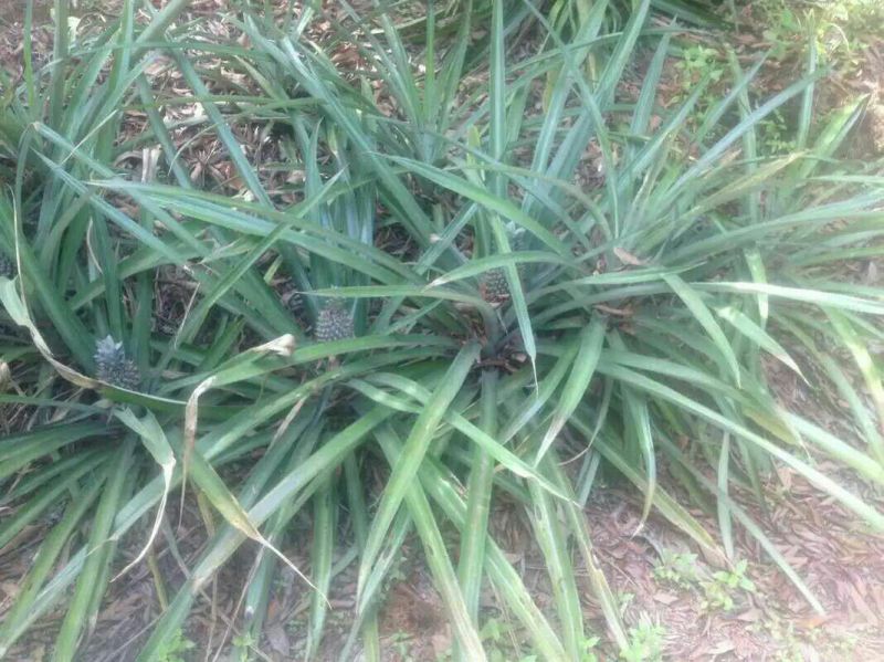 菠萝苗1年