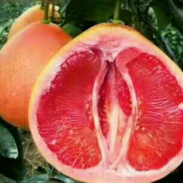 三红蜜柚苗