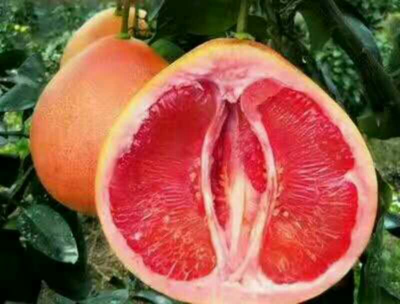 三红蜜柚苗