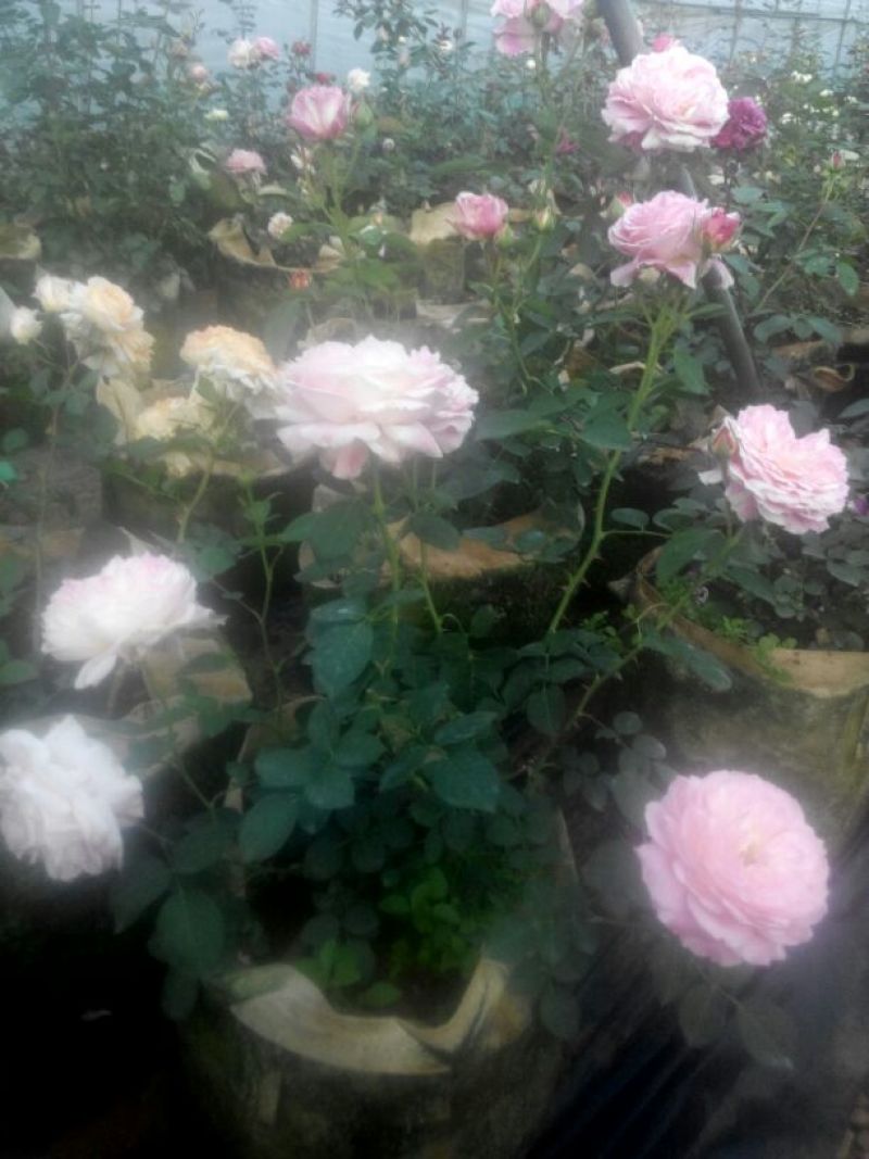 月季苗10~20cm