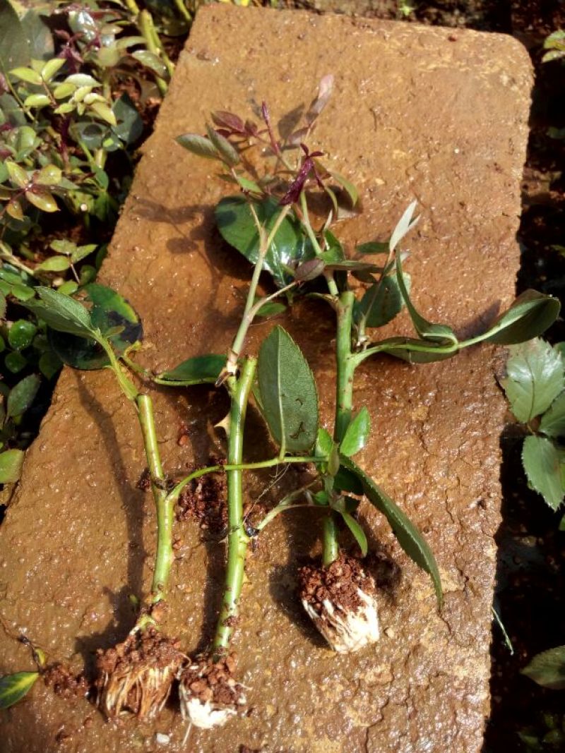 月季苗10~20cm