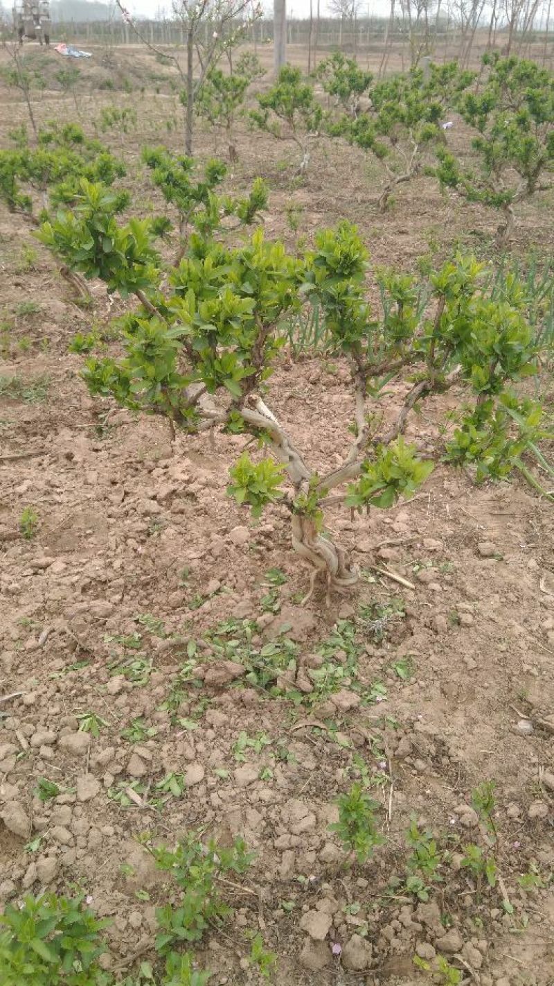 金银花树苗1——10公分大量供应保证质量