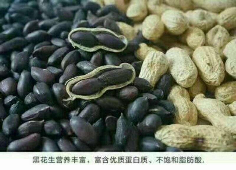 黑花生米，富含花青素等元素，口感特香，脆柔，’营养丰富，