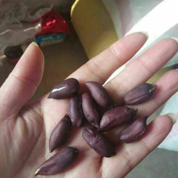 黑花生米，富含花青素等元素，口感特香，脆柔，’营养丰富，