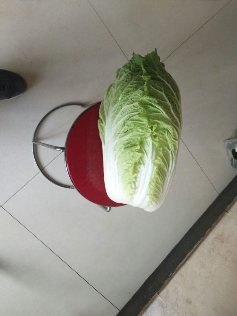 大白菜7斤以上毛菜