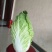 大白菜7斤以上毛菜