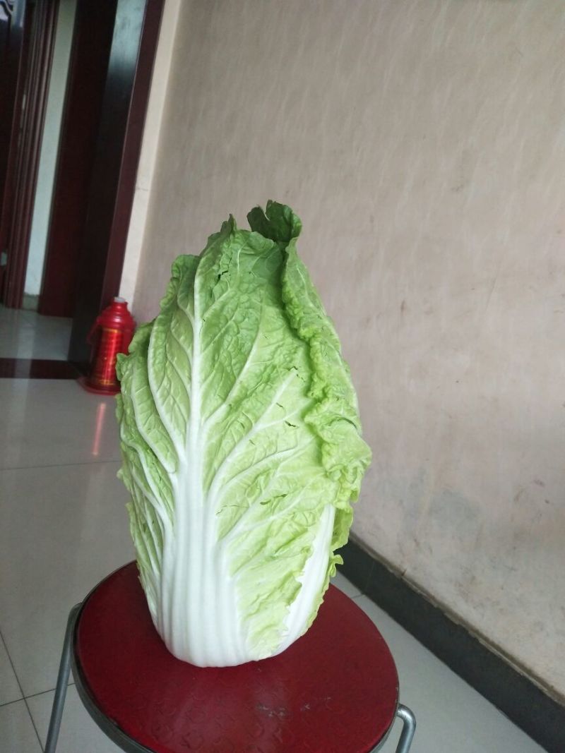 大白菜7斤以上毛菜