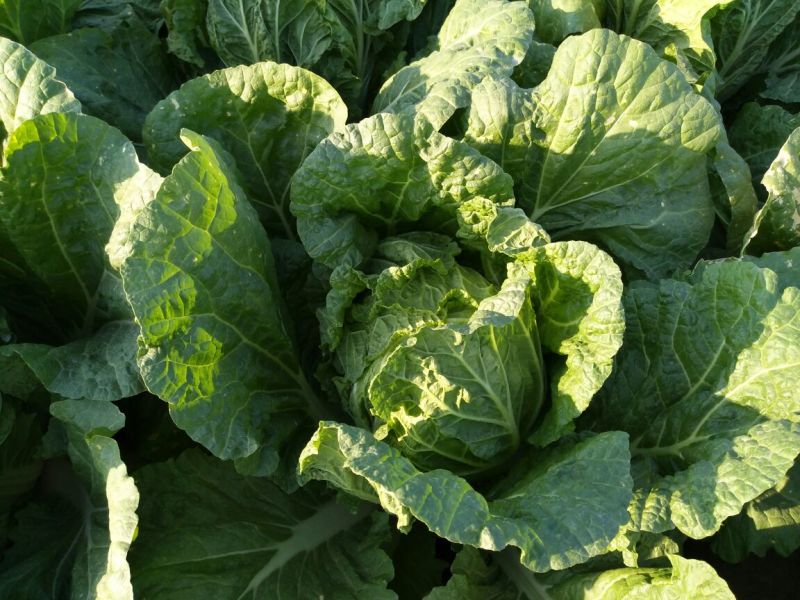 大白菜7斤以上毛菜