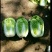 大白菜7斤以上毛菜