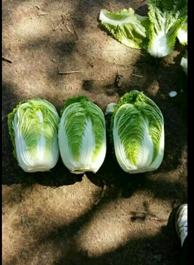 大白菜7斤以上毛菜