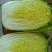 大白菜7斤以上毛菜