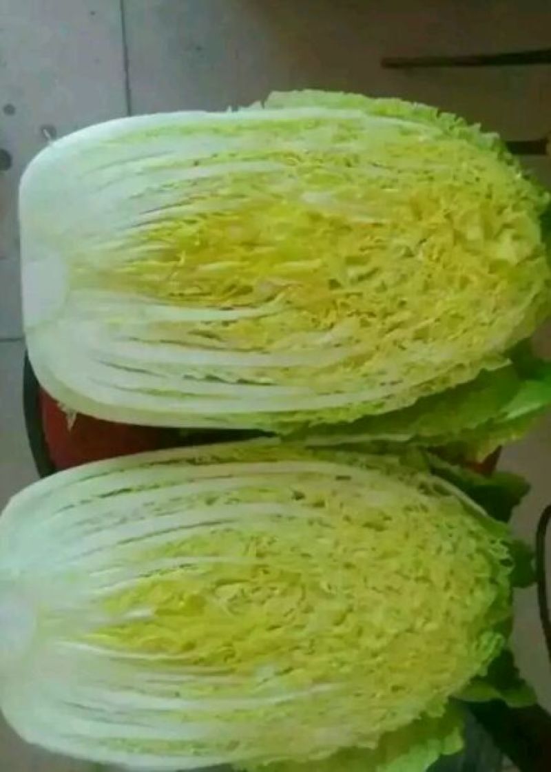 大白菜7斤以上毛菜