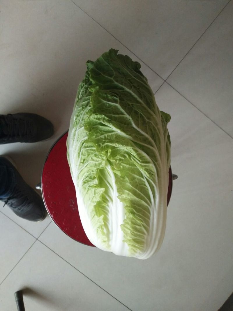 大白菜7斤以上毛菜