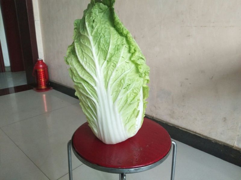 大白菜7斤以上毛菜