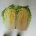 大白菜7斤以上毛菜