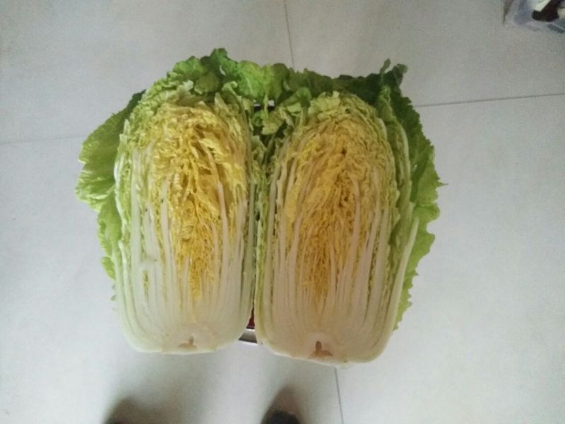 大白菜7斤以上毛菜