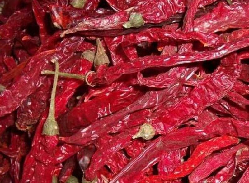 二荆条辣椒15~20厘米中辣青