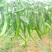 二荆条辣椒15~20厘米中辣青