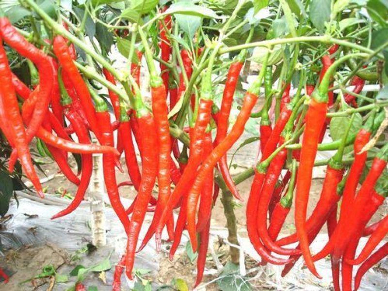 二荆条辣椒15~20厘米中辣青