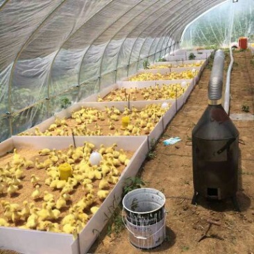 三花鹅苗250g以下