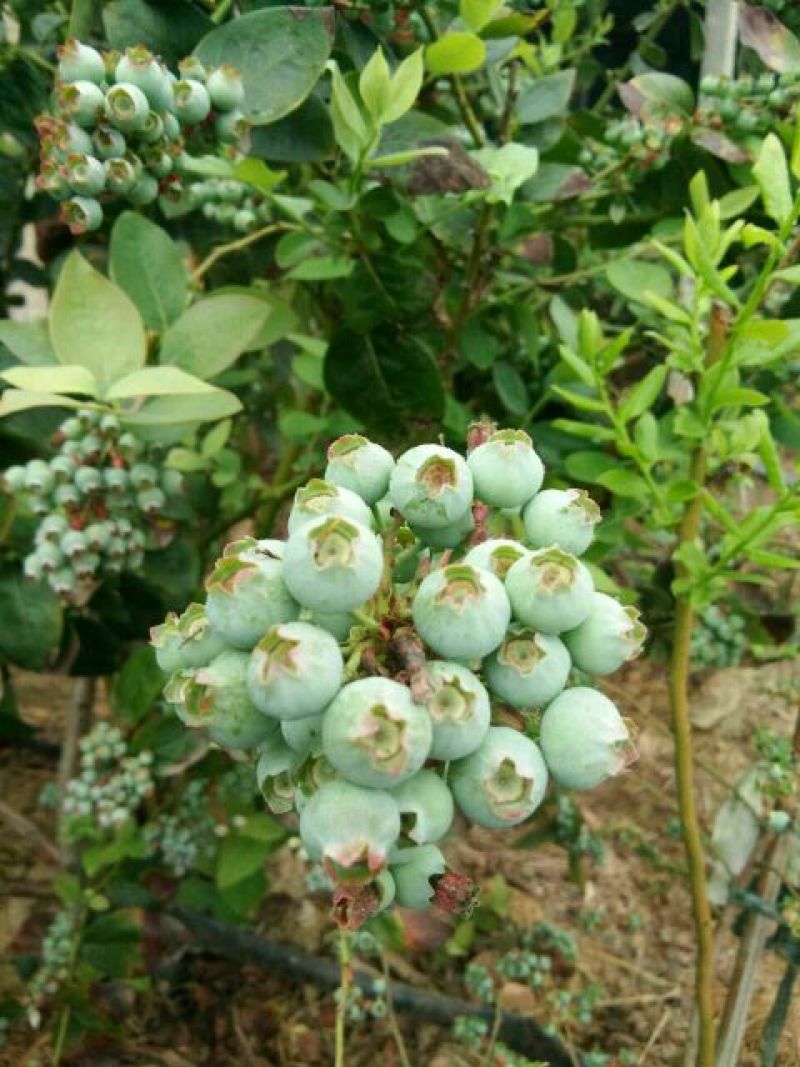 蓝丰蓝莓鲜果12~14mm以上