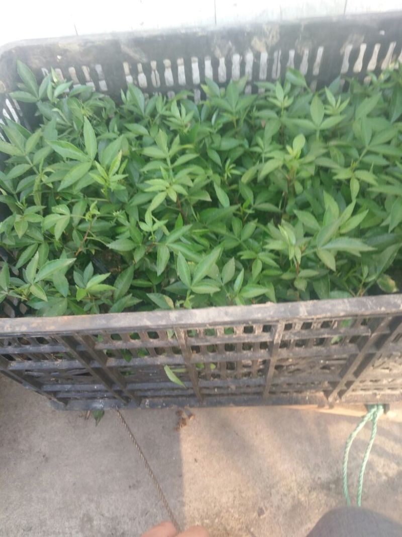 正宗江津本地九叶青花椒杯苗