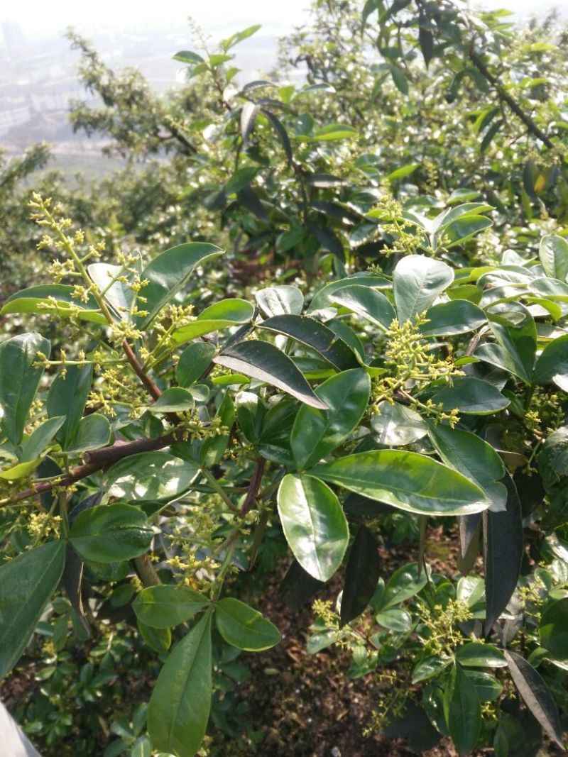 正宗江津本地九叶青花椒杯苗