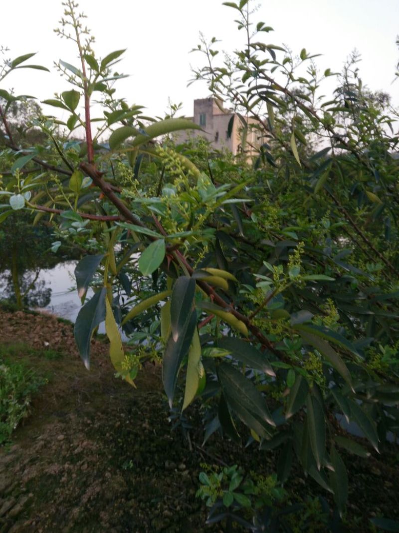 正宗江津本地九叶青花椒杯苗