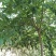 小叶朴2.5~3m15~20cm