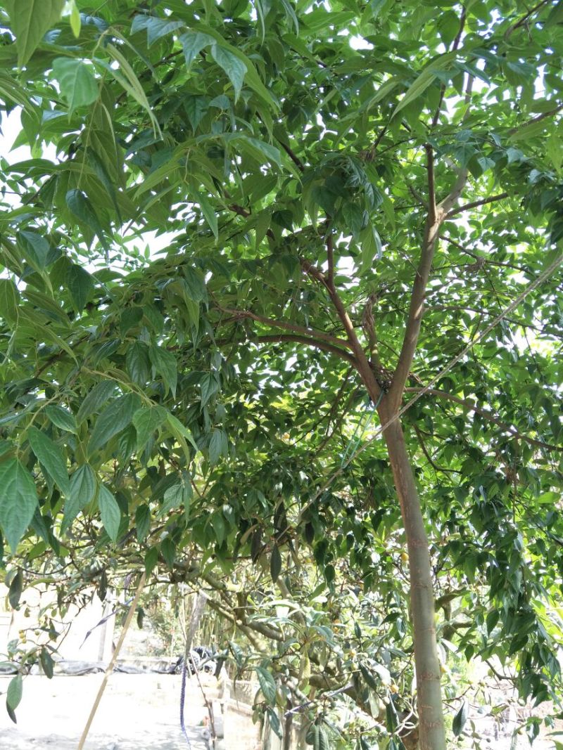 小叶朴2.5~3m15~20cm