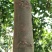小叶朴2.5~3m15~20cm