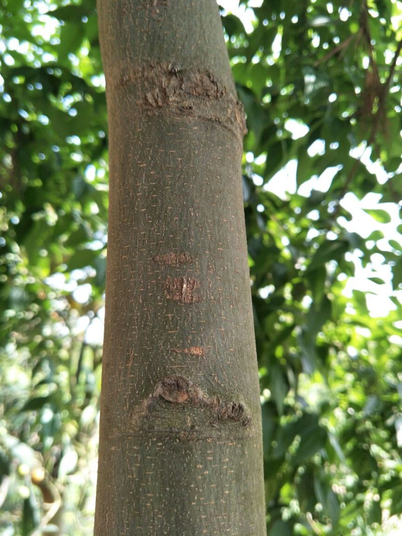 小叶朴2.5~3m15~20cm