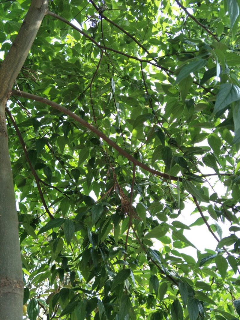 小叶朴2.5~3m15~20cm