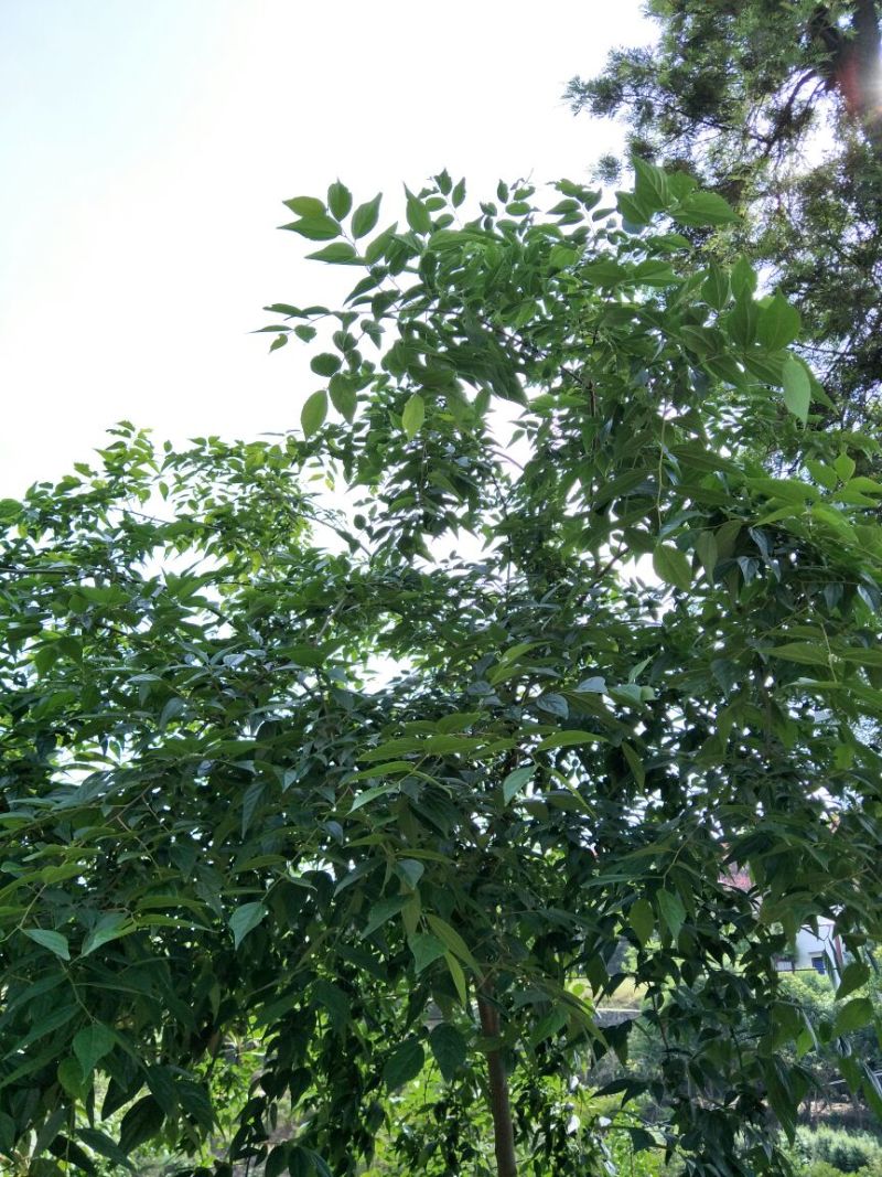 小叶朴2.5~3m15~20cm