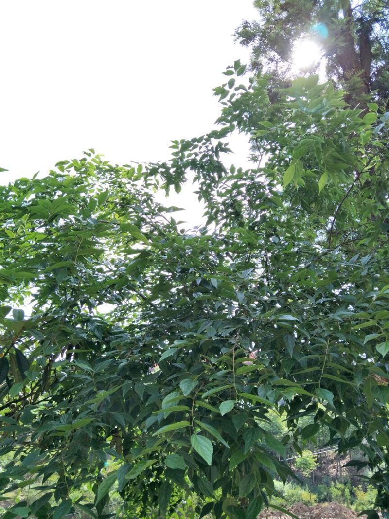 小叶朴2.5~3m15~20cm