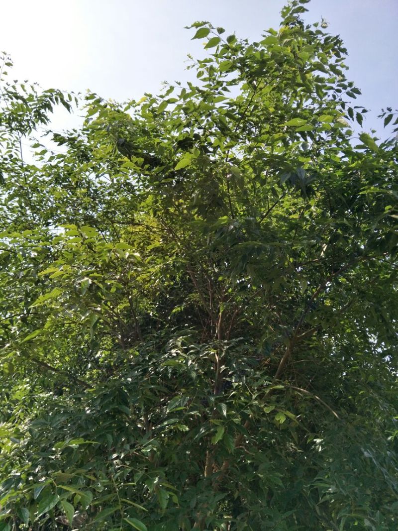 小叶朴2.5~3m15~20cm
