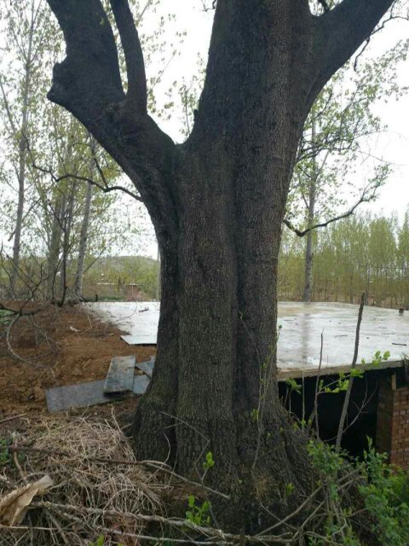 战地金丝小枣枣树18~20cm18~20cm