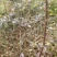 金钟花2年50~70cm裸根苗