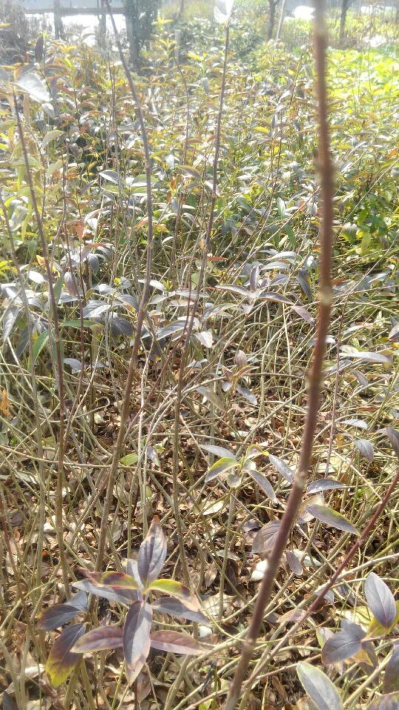 金钟花2年50~70cm裸根苗