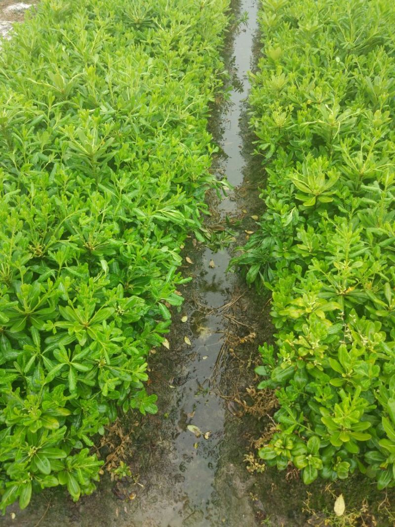 海桐30一50高裸根与小杯有售