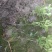 海桐30一50高裸根与小杯有售
