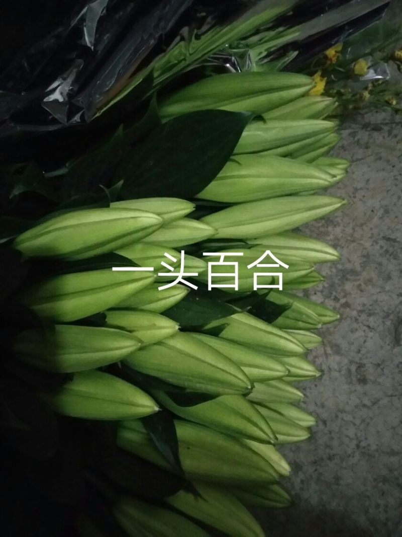 百合鲜切花3~4